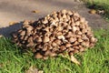 A clump of brown toadstools growing in a garden in autumn Royalty Free Stock Photo