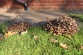 A clump of brown toadstools growing in a garden in autumn