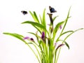 Clump of Calla Lily purple and pink flowers with group blue butterfly wings lively natural on white background Royalty Free Stock Photo