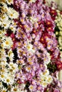 Clump of chrysanthemums