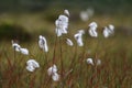 A clump of cotton grass blowing in the wind Royalty Free Stock Photo