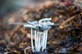 Clump of delicate wild mushrooms