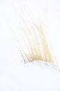 Clump of dry grass in snow