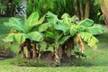 Dwarf banana tree