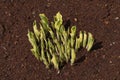 A clump of first spring leaves. Hosta is a genus of plants commonly known as hostas, plantain lilies in Britain and occasionally