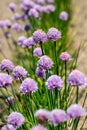 Clump of flowering chives allium schoenoprasum in the summer vegetable garden Royalty Free Stock Photo