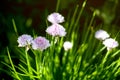 A clump of flowering chives in nature Royalty Free Stock Photo