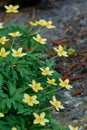 Clump of flowers Anemone ranunculoides on a rocky ground