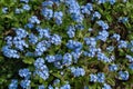 Pretty Forget Me Nots Myosotis scorpioides in the sun.