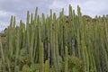 The clump forming Succulent Plant Euphorbia canariensis with a flowering Prickly Pear cactus, Opuntia in the foreground