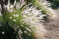 Clump of Fountain Grass Pennisetum setaceum