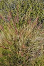 Clump of Fountain Grass (Pennisetum setaceum) in Winter