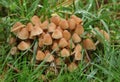 A group of Fungus growing through the grass in a field in the UK. Royalty Free Stock Photo