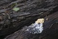 Clump of fungus and white residue Royalty Free Stock Photo