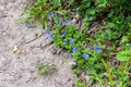 A clump of Germander Speedwell Veronica chamaedrys flowers on a roadside verge