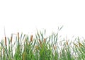 Clump of grass Royalty Free Stock Photo