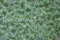 Clump Grass Background Texture Royalty Free Stock Photo