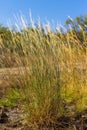 Clump of grass dry and dead beautiful