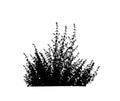 Clump grass silhouette for brush on white background Royalty Free Stock Photo