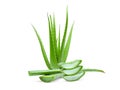 Clump Of Green Aloe Vera Plant Isolated On White