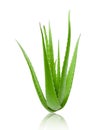 Clump Of Green Aloe Vera Plant On White