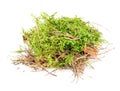 Clump of Green Moss