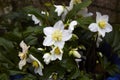 Helleborus niger