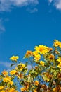 Clump Maxican Sunflower Weed with bluesky
