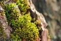 Clump of Moss Close-Up