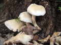 Clump of Mushroom