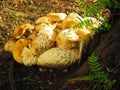 Clump of Mushroom