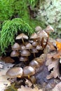 Clump of mushrooms.