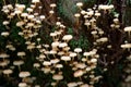 Clump of mushrooms on a rotten tree stump