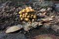 Clump Of Mushrooms On volcanic land