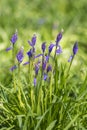 Clump of opening bluebells Hyacinthoides non-scripta