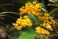 Clump of orchid wild flowers on timber in rainforest with nature background