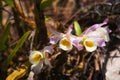 Clump of orchid wild flowers on timber in rainforest with nature background