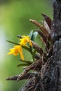 Clump of orchid wild flowers on timber in rainforest with nature background