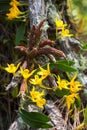 Clump of orchid wild flowers on timber in rainforest with nature background