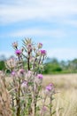 A clump of pink wildflowers are isolated in an image of a pasture Royalty Free Stock Photo