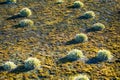 Clump (polster plant) of Phippsia algida, Mosses on arctic soils