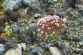 clump (polster plant) of saxifrage prevents penetration of ice d