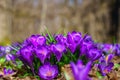 Beautiful purple crocus or saffron flowers blossoming in a spring forest, natural floral background, wild growing plant Royalty Free Stock Photo