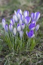 Clump of Purple Crocus naturalised in a garden lawn Royalty Free Stock Photo