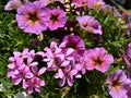 Purple Geraniums and petunias