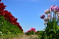 Clump of Purple Tulips Royalty Free Stock Photo