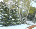 Clump of Quaking Aspen