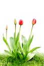 Clump red tulips