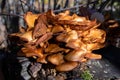 Clump of Sheathed Woodtuft in close-up Royalty Free Stock Photo