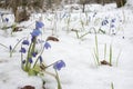 Clump of Siberian squill at the beginning of flowering